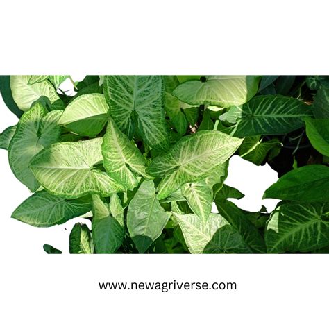 Syngonium 'White Butterfly' (American Evergreen) | Syngonium podophyll ...