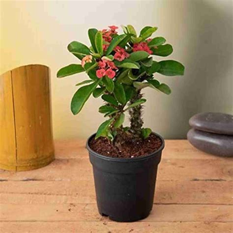 Bakuchi Euphorbia Plant Price in India - Buy Bakuchi Euphorbia Plant ...