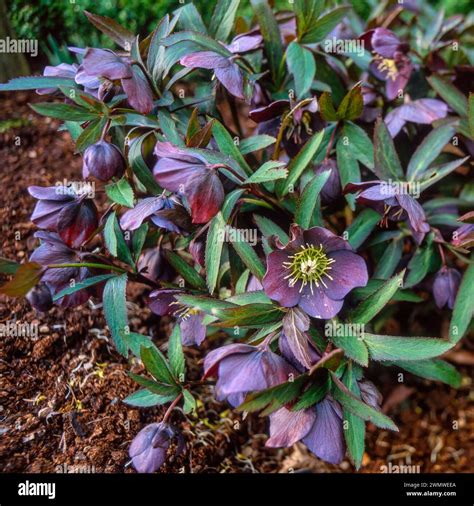 Dark Purple Flowers In Winter