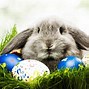 Image result for Baby Bunnies Wallpaper