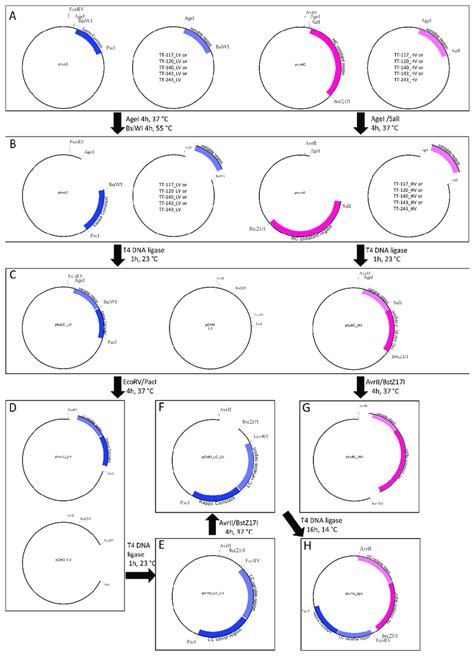 Construction of Expression Vector 的图像结果
