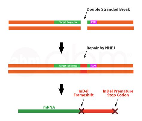 CRISPR Cas9 - Introduction | abm Inc.