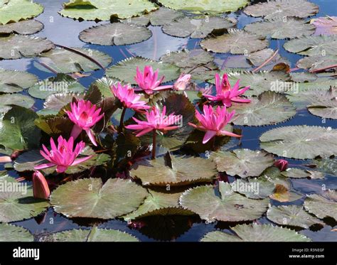 When Do Water Lilies Bloom Uk at Milla Hawthorn blog