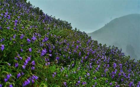 Trek Up This Hill Range In Chikmagalur That Turns Blue Every 12 Years ...