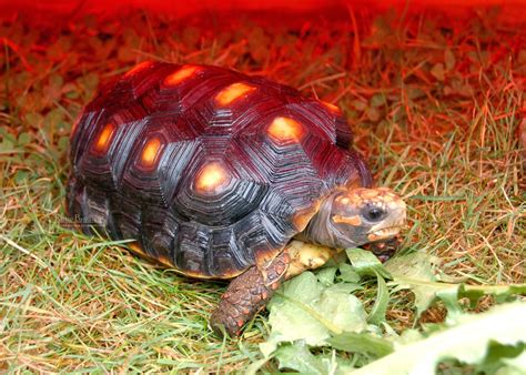 Tortaddiction: Prepping the Russian tortoises for brumation (hibernation)