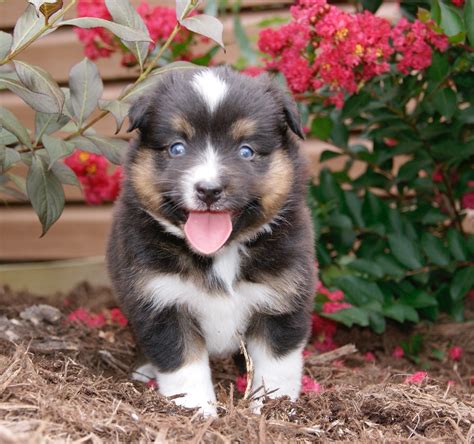 The top Australian Shepherd Breeder in Pennsylvania | Purebred Mini ...