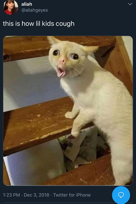 This is how lil kids cough lololol | Animal memes, Cat memes, Funny ...