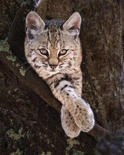 Bobcat Kittens