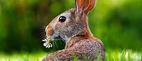 Image result for Creative Bunny Names