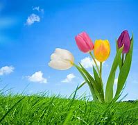 Image result for Desktop Background Wallpaper Spring