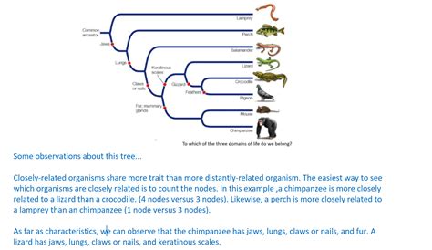 Image result for Phylogenetic Tree Examples