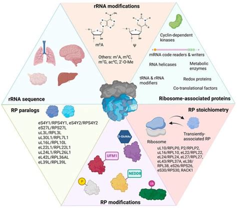 Specialized Ribosomes in Health and Disease