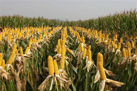 玉米种植的株距和行距是多少 - 致富热