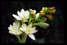 tuberose fiori i fiori da giardino tuberose fiori i fiori da giardino