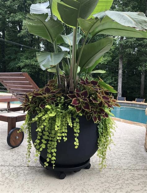 Incredible Tropical Garden Decoration with Large Potted Plant