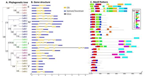 Genome-Wide Identification of the B-Box Gene Family and Expression ...