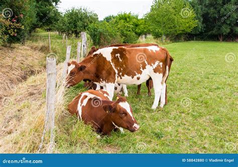 Cows in the Field in Green Meadow Farm Village Stock Photo - Image of ...