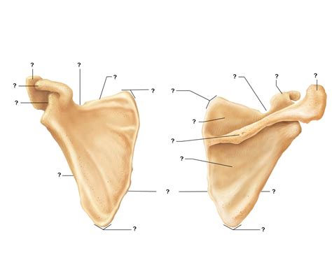 The scapula Structures — Printable Worksheet