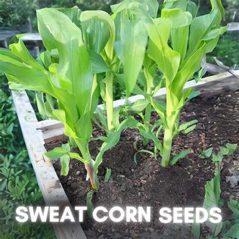 Green Paradise® Sweat Corn F1 Hybrid Seeds Pack – GreenParadiseLive