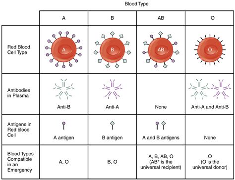 Blood Typing · Anatomy and Physiology