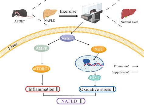 Aerobic Exercise Alleviates Oxidative Stress and Inflammation to ...