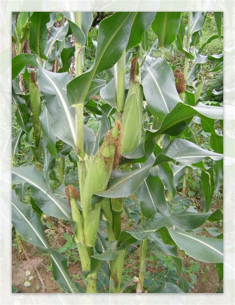 Image result for SQL Script On Paper