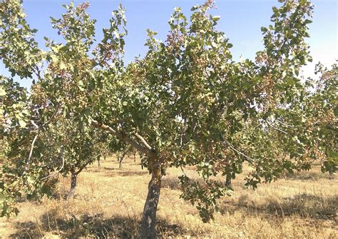 Pistachos - El Bisabuelo Eladio
