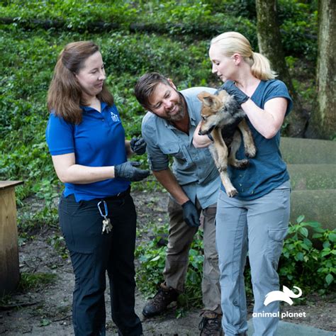 Ozark Howler | Endangered Wolf Center