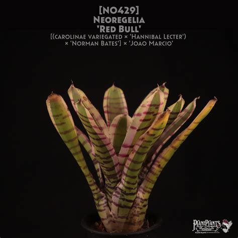 【送料無料】Neoregelia 'Red Bull'〔ネオレゲリア〕現品発送N0429 | plane plants