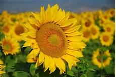 significato girasole nel linguaggio dei fiori dillo con un fiore denittis1a significato girasole nel linguaggio dei fiori dillo con un fiore denittis1a