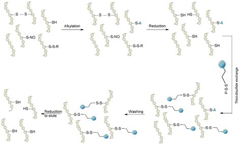Catch, Modify and Analyze: Methods of Chemoselective Modification of ...