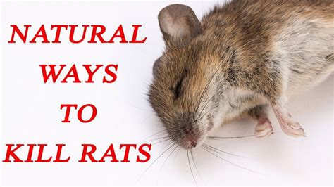 natural remedies to get rid of mice