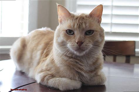 Why Do Cats Loaf? - 21Cats.org