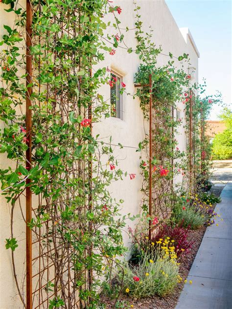 18 wall trellis ideas for a gorgeous display of flowering vines – Artofit