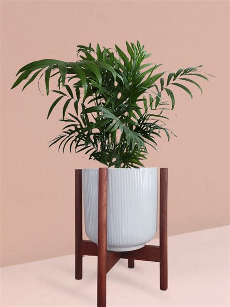 Chamaedorea Palm Plant in Ceramic Pot (Medium) – Greenkin