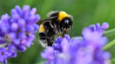 Garden for Wildlife Unveils Line of Native Plants for Health-Conscious Wildlife