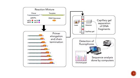 DNA Sequencing Methods 的图像结果