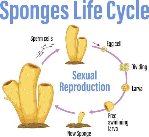 How Can Sponges Reproduce at Wilma Scanlon blog