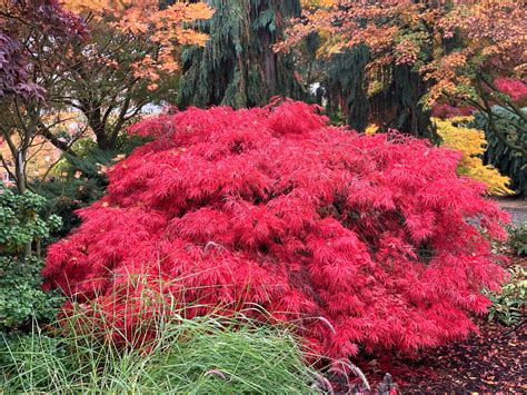 Buy Acer palmatum dissectum Crimson Queen Laceleaf Japanese Maple — Mr ...