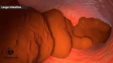 Image result for How Does Pooping Work