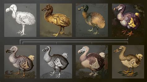 Real Dodo Bird Dodo New Scientist