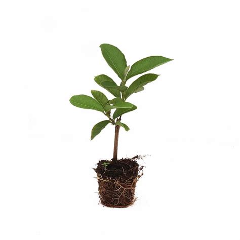 Excellent Taiwan Pink Guava Plant – Santhi Online Plants