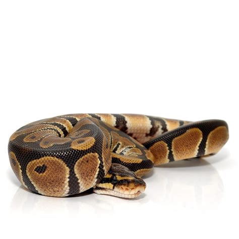 Royal Python Setup Guide 的图像结果