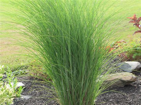 Types Of Tall Grasses For Privacy – LZRNN