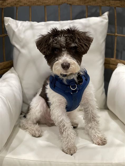 Schnauzer Poodle Mix Puppies