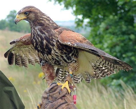A domesticated juvenile Harris' Hawk Parabuteo unicinctus (possibly hybrid with a Buteo sp ...
