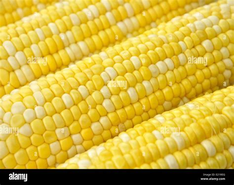 Ears of corn Stock Photo - Alamy