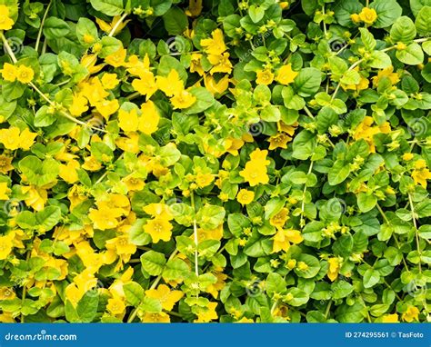Creeping Jenny, Lysimachia Nummularia, Yellow Flowers Stock Image ...