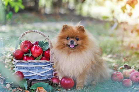 Can Applesauce Cause Diarrhea In Dogs