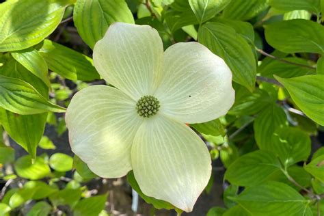 Dogwood Tree Flower Meaning | Best Flower Site